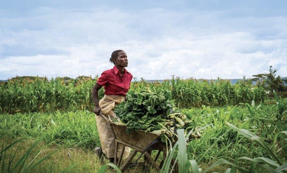 Agriculture and Agribusiness image